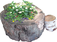 Flower pot made from the base of a tree