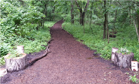 Forest path covered in mulch